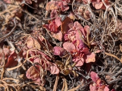 Elatine brachysperma, photograph (c) Abraham Sánchez Romero, some rights reserved (CC BY)