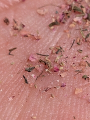 Elatine brachysperma, photograph (c) Abraham Sánchez Romero, some rights reserved (CC BY)