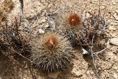 Parodia hegeri