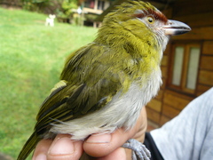 Cyclarhis nigrirostris