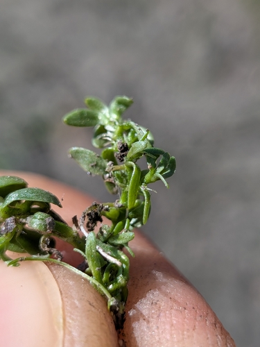 Callitriche heterophylla, photograph 4