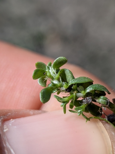 Callitriche heterophylla, photograph 5