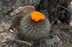 Parodia hegeri