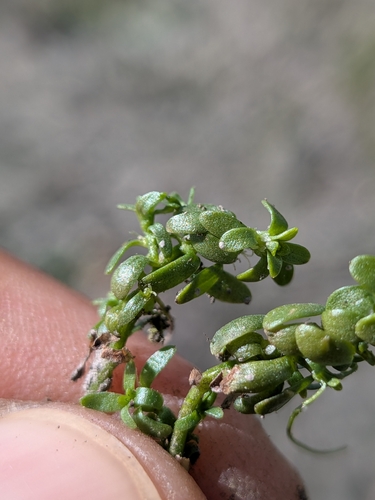 Callitriche heterophylla, photograph 6