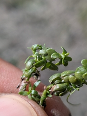 Callitriche heterophylla, photograph (c) Abraham Sánchez Romero, some rights reserved (CC BY)