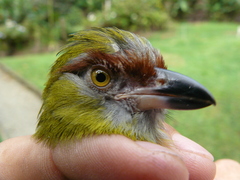 Cyclarhis nigrirostris