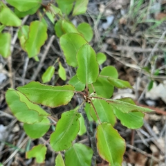 Pyrus communis pyraster