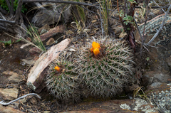 Parodia hegeri