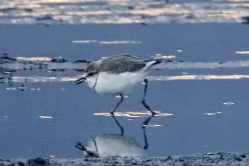 iNaturalist image