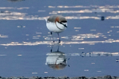 iNaturalist image