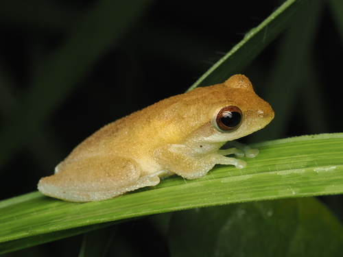 Chiromantis nongkhorensis observed 2026-06-04