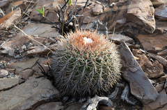 Parodia hegeri