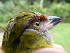 Cyclarhis nigrirostris