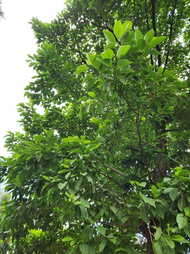 Burflower-tree