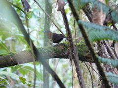 Cyphorhinus thoracicus