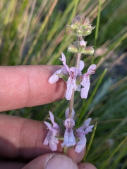 Stachys stebbinsii, photograph (c) Abraham Sánchez Romero, some rights reserved (CC BY)