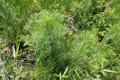 Eupatorium compositifolium