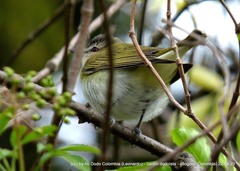 Vireo olivaceus