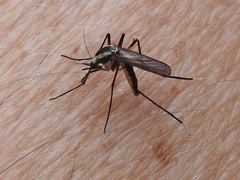 Psorophora longipalpus