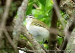 Vireo olivaceus
