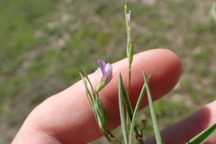 Lathyrus pusillus