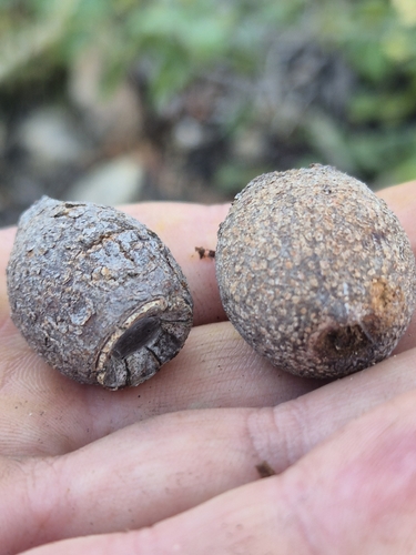 Corymbia abergiana, 2026-05-31