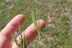 Lathyrus pusillus