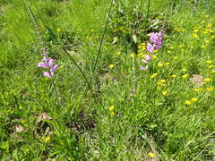 Physostegia pulchella