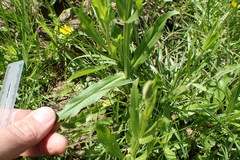 Physostegia pulchella