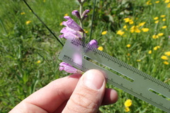 Physostegia pulchella