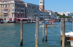 Chroicocephalus ridibundus