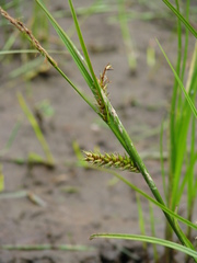 Carex exsiccata