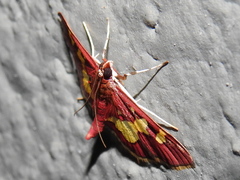 Colomychus talis