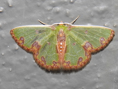 Synchlora xysteraria