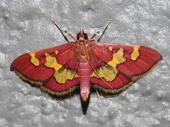 Colomychus talis