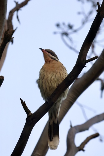 Spiny-cheeked Honeyeater