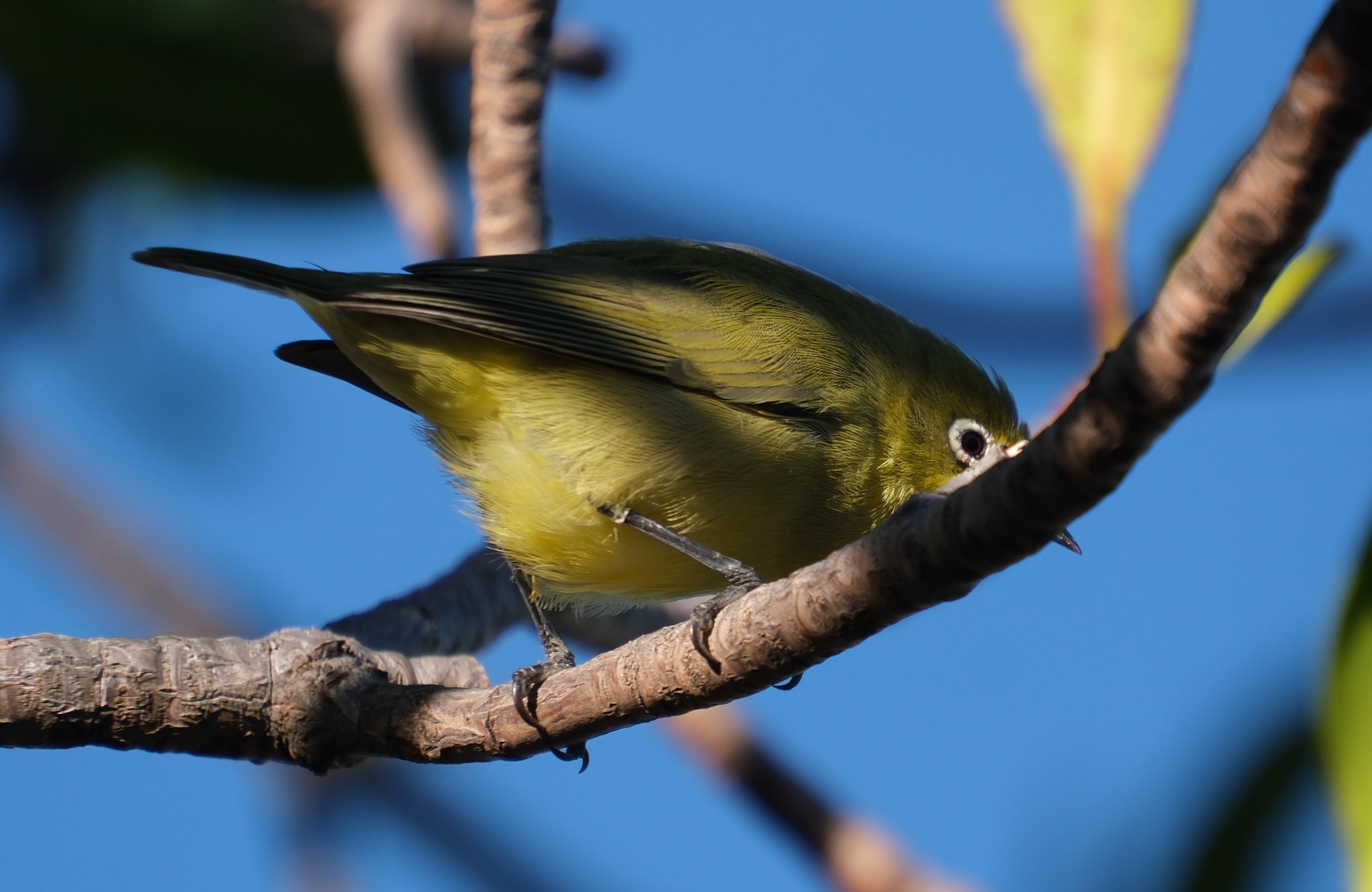 Canary White-eye (Zosterops luteus), photo 4
