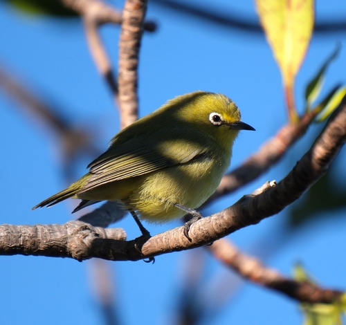 Canary White-eye (Zosterops luteus), photo 3