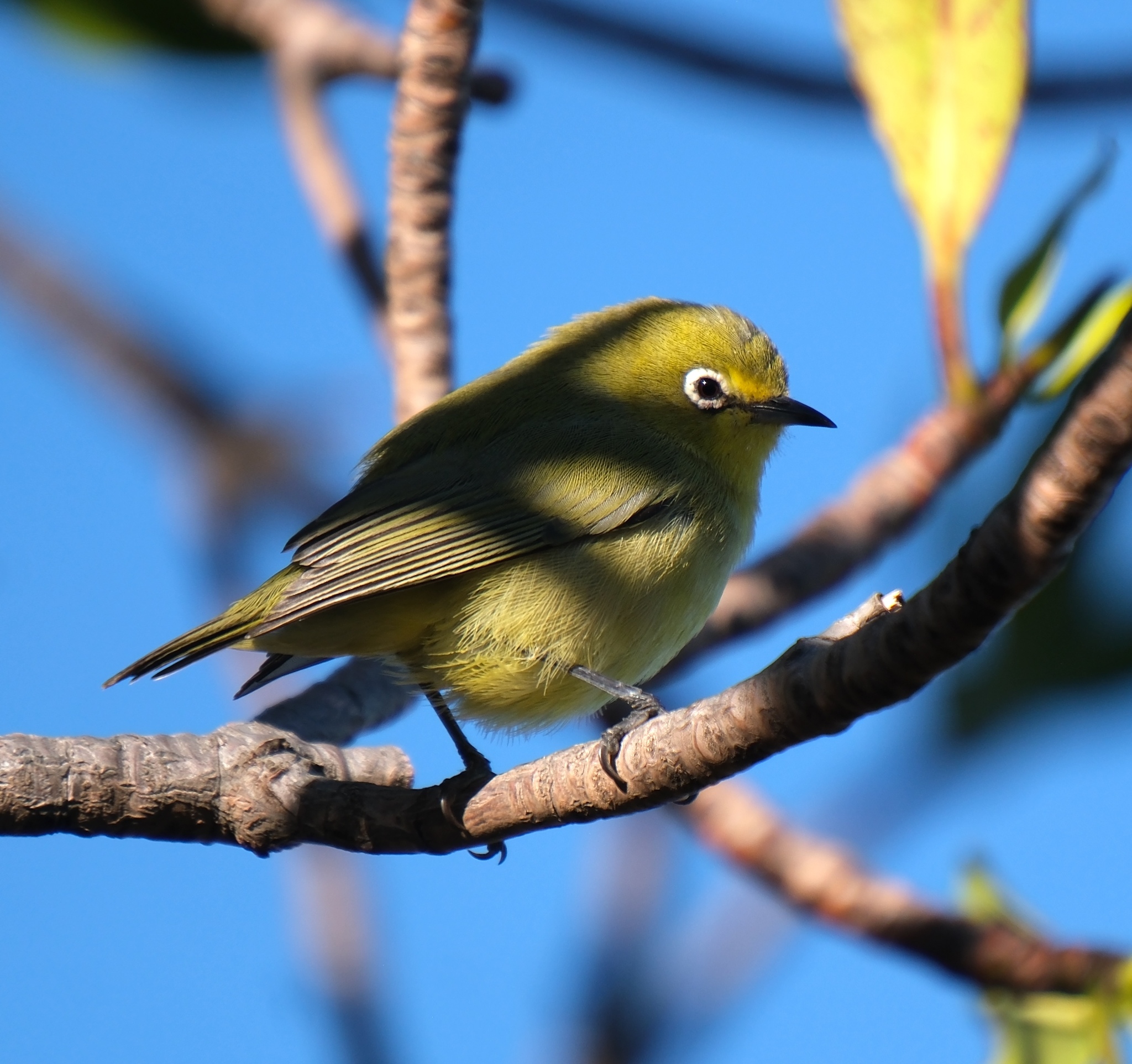 Canary White-eye (Zosterops luteus), photo 3