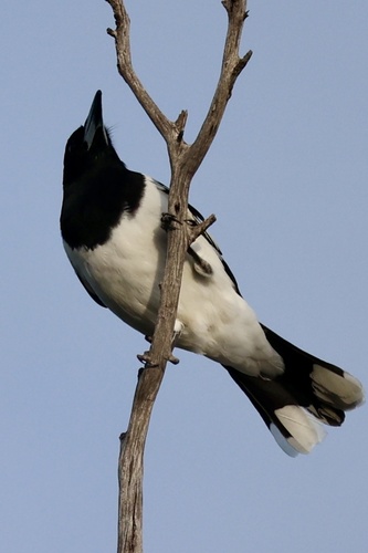 Pied Butcherbird