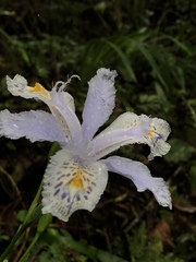 Iris formosana