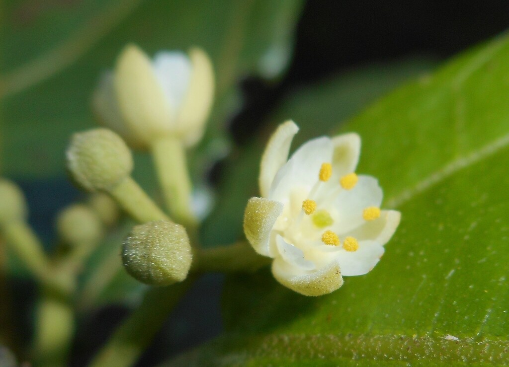 Tetralix brachypetalus