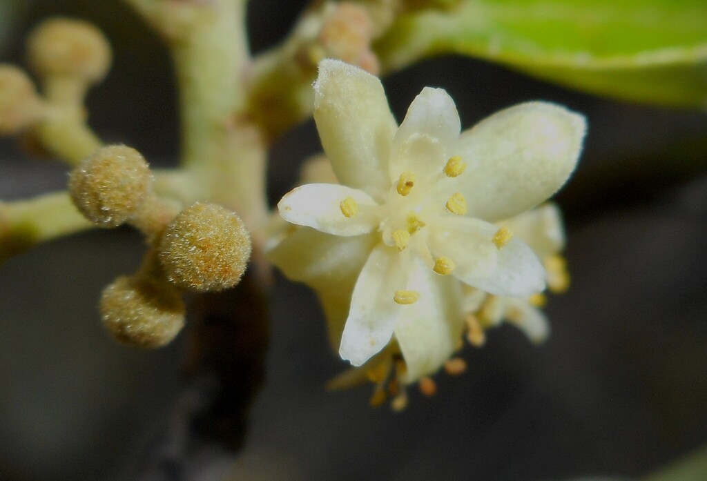 Tetralix nipensis