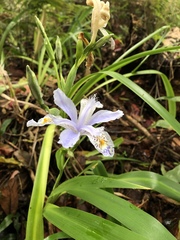 Iris formosana