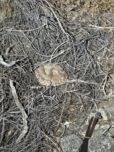 iNaturalist observation photo of Red Diamond Rattlesnake