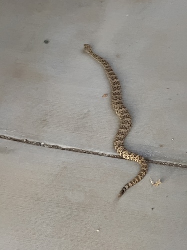 iNaturalist observation photo of Southwestern Speckled Rattlesnake