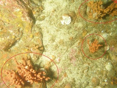 Raspailia hyle