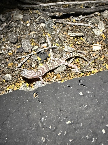 iNaturalist observation photo of Western Banded Gecko