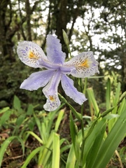 Iris formosana