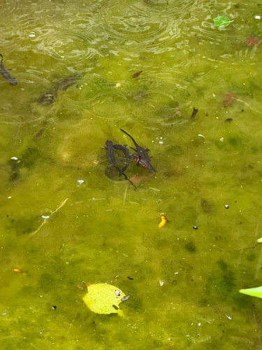 Japanese Fire-bellied Newt